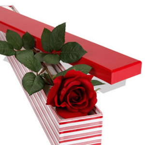 One Rose in Box