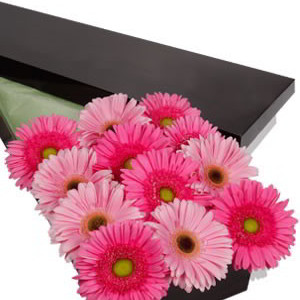 12 Gerberas Presentation Box