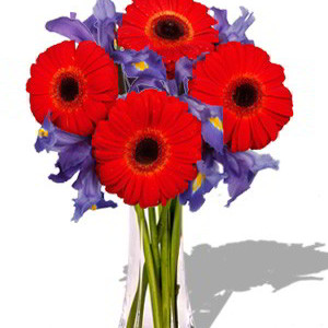 Gerbera and Iris Bouquet