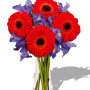 Gerbera and Iris Bouquet