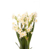 Golden Prosperity Chinese New Year Narcissus Plant