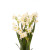 Golden Prosperity Chinese New Year Narcissus Plant