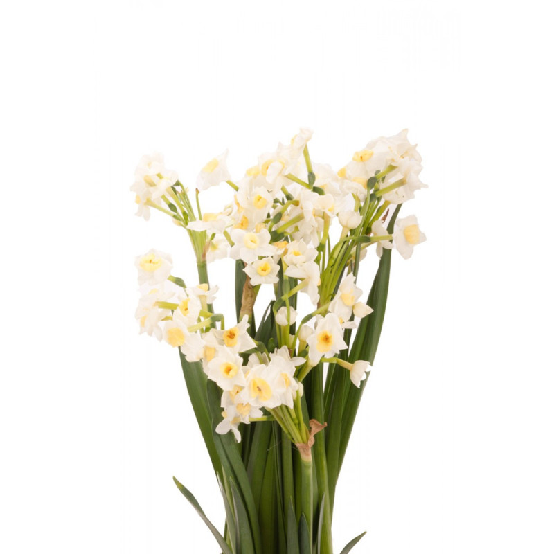 Golden Prosperity Chinese New Year Narcissus Plant
