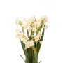 Golden Prosperity Chinese New Year Narcissus Plant