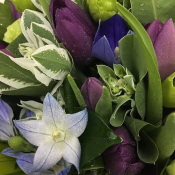 Holland Purple Tulips arrangement in Vase