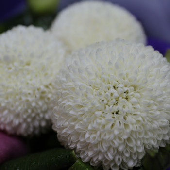 YYC Flowers Majestic Serenity Bouquet Purple White