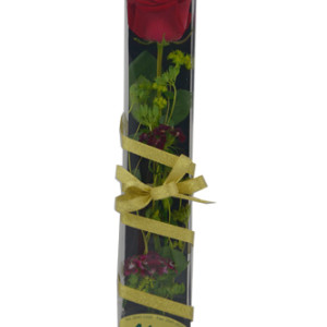 YYC Direct Flowers My One and Only Red Rose