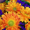 Calgary Ruby Flower Shop Morning Radiance 10 Holland Orange Gerberas Bouquet