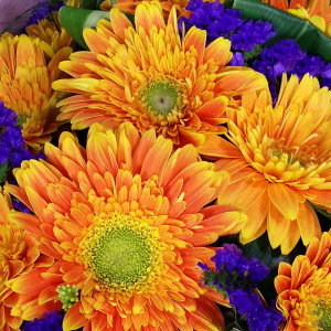 Calgary Ruby Flower Shop Morning Radiance 10 Holland Orange Gerberas Bouquet