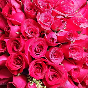 Calgary Ruby Flower Shop Forever My Love 100 Long Stem Red Roses Bouquet