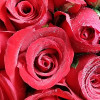 Forever My Love 100 Long Stem Red Roses Bouquet