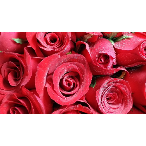 20 Stems Red Roses in a Round Gift Box
