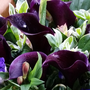 Calgary Flower Shop Mystical Elegance Dark Purple Calla Lily Bouquet