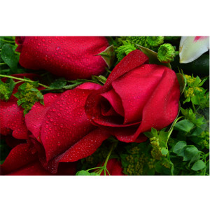 Ecuador Rose Garden One Dozen Premium Red Roses Bouquet