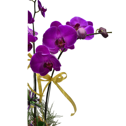 Ecuador Rose Garden Elegant Harmony Two Stem Phalaenopsis Orchid Bouquet