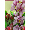 Ecuador Rose Garden Holland Pink Cymbidium Bouquet
