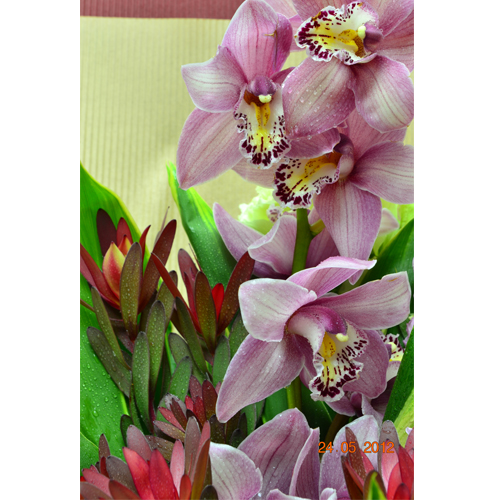 Ecuador Rose Garden Holland Pink Cymbidium Bouquet