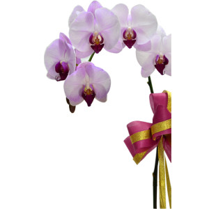 Ecuador Rose Garden Taiwan Orchid Elegance with Fillers in a Classic Pot