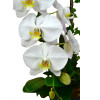 Graceful Whites Pure White Phalaenopsis Orchids