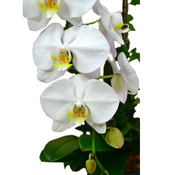 Graceful Whites Pure White Phalaenopsis Orchids