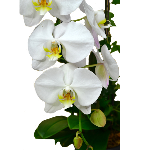 Graceful Whites Pure White Phalaenopsis Orchids