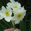 Golden Prosperity Chinese New Year Narcissus Plant