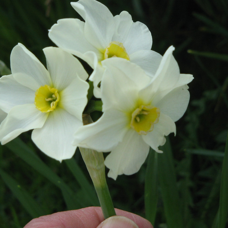Golden Prosperity Chinese New Year Narcissus Plant