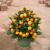 Chinese New Year plants (Mini Size)