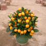 Chinese New Year plants (Mini Size)
