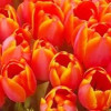 50pcs Orange Tulips Bouquet
