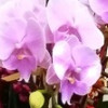 8 Stems Pink Color Phalaenopsis Orchid