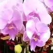 8 Stems Pink Color Phalaenopsis Orchid