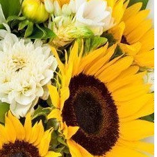 The Sun Flowers Alya