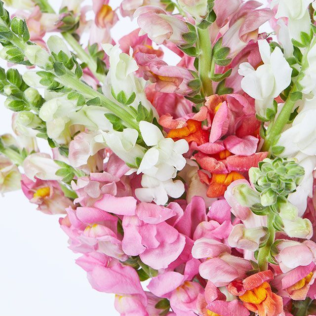 The Daniella Vase Bouquet