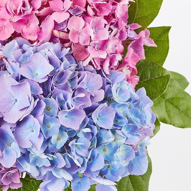 The Andrea Vase Bouquet - Three Hydrangea