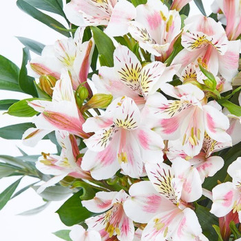 Alstroemeria Bouquet - The Isa